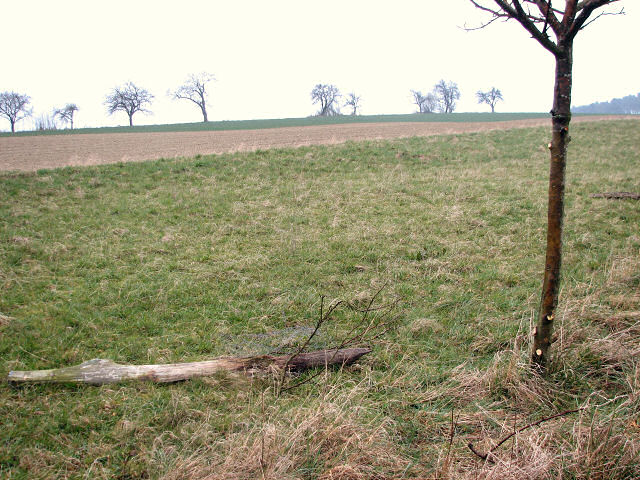 Kirschbaum - mit freiem Stamm