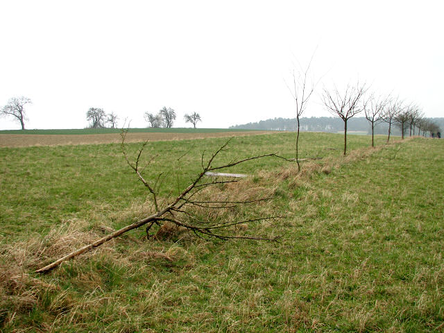 Apfelbaum, der dem Draht zum Opfer fiel