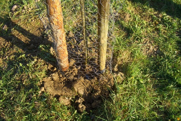 Nun sind Baum und Loch zusammen