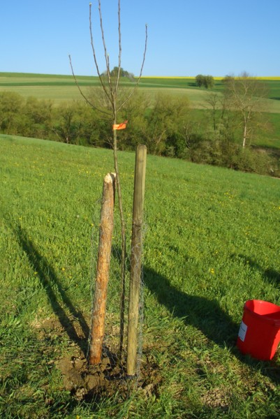 eingepflanzt und von Lady Uschi sorgfltig begossen: Apfelbaum