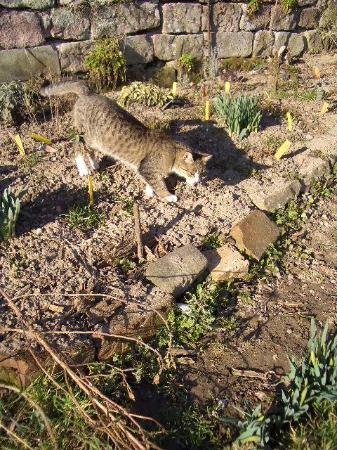 Krutergarten mit katze