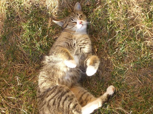 Nachbars Katze mit Garten