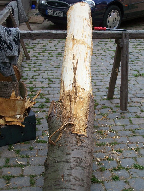 Holzbock