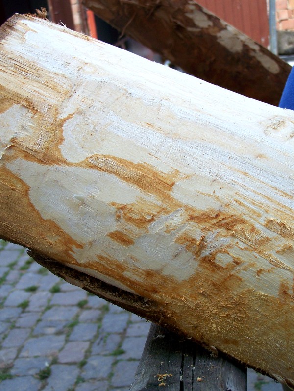 Holzbock zum Gerben