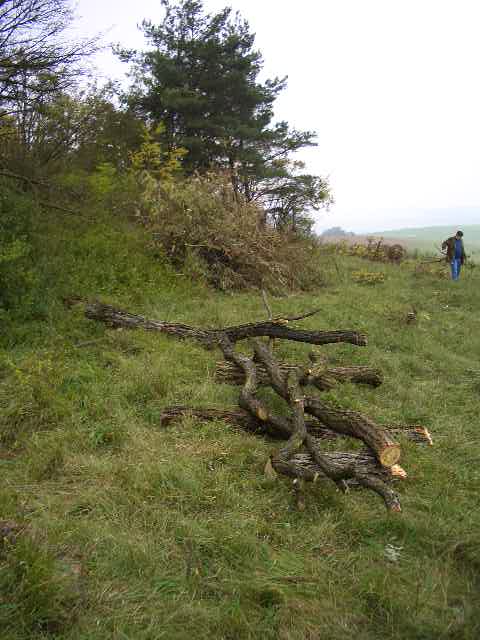 1) Holz als Ausgleich fr Arbeit