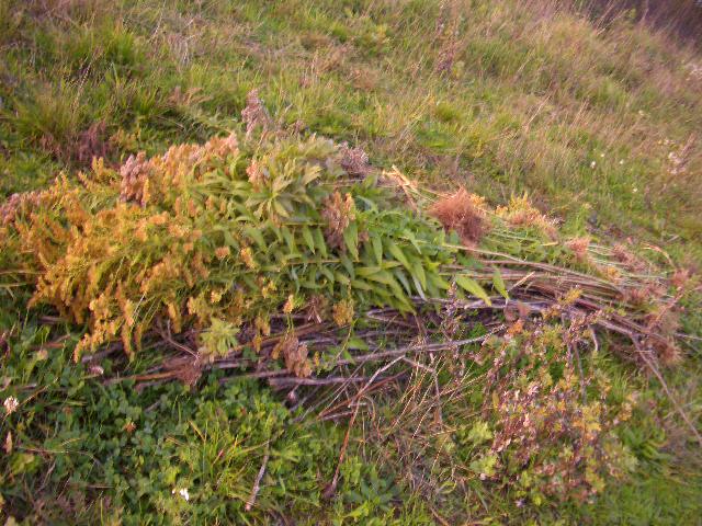 3) Anderes Gebiet - Goldrutenopfer