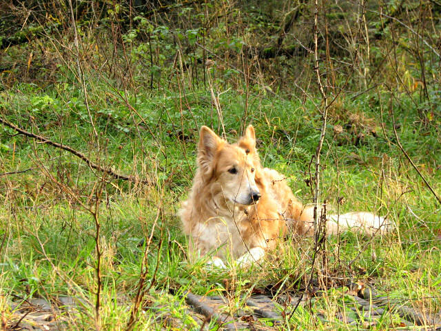 noch ein Wachhund