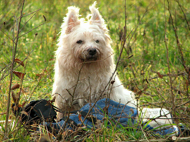Wachhund